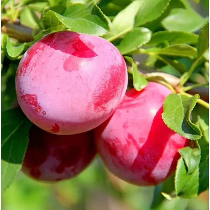 Алича Рясна