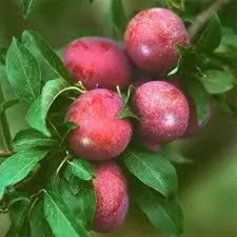 Алича Оцарк Прем“єр