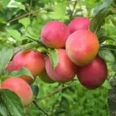 Алича Рум“яна