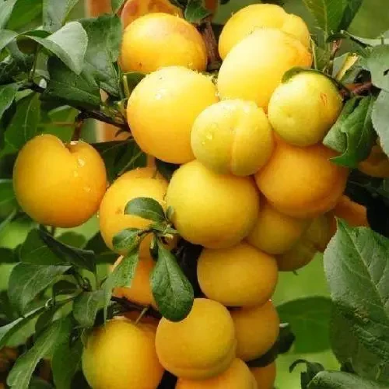 Алича Злато Скіфів