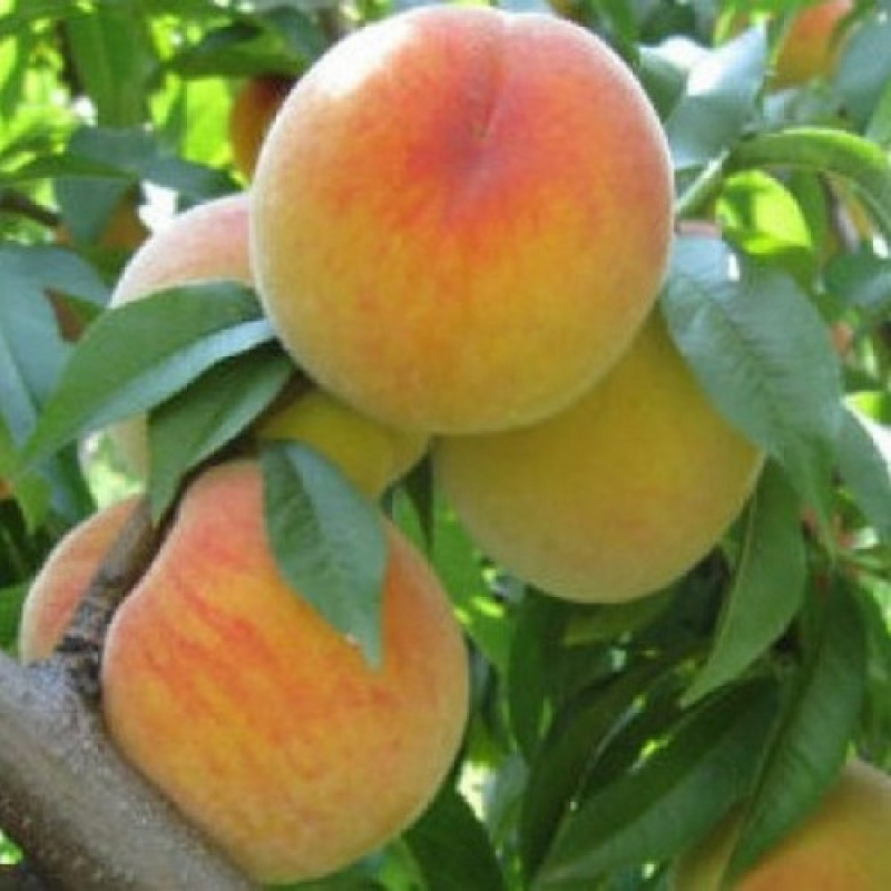 Персик Улюбленець
