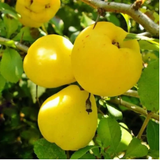 Айва Соковита