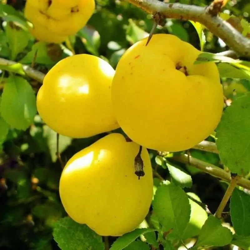 Айва Соковита