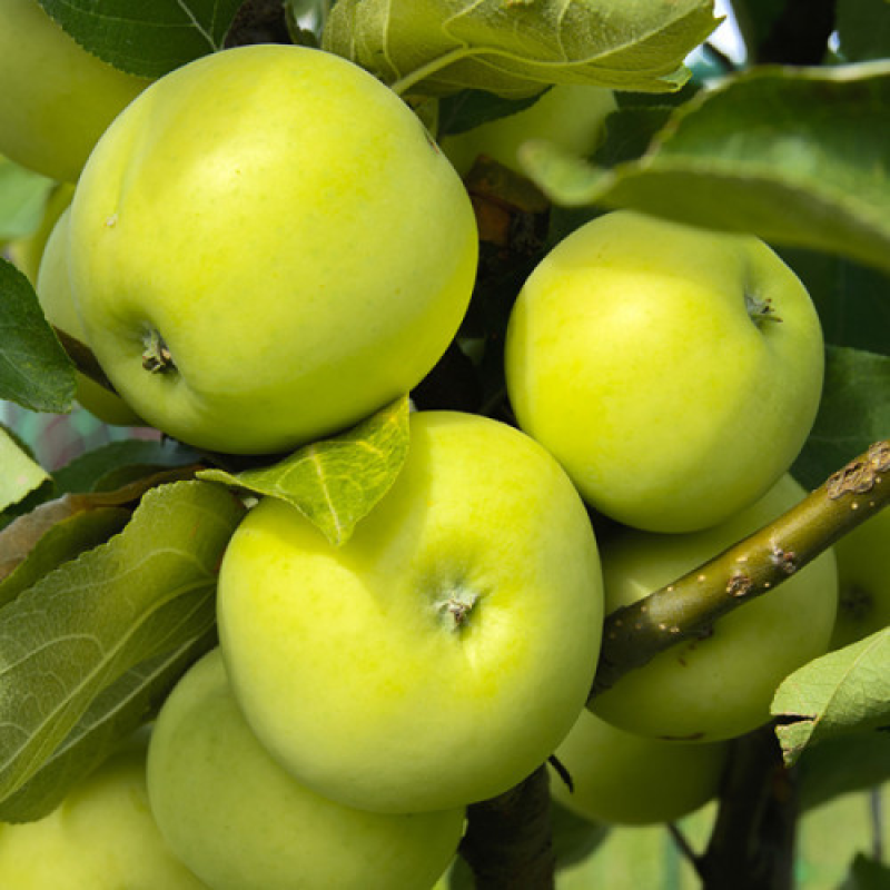 Яблуня Антонівка