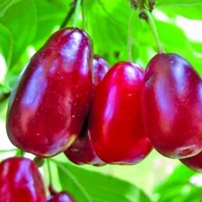 Кізіл Костя