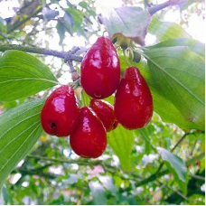 Кізіл Євгенія