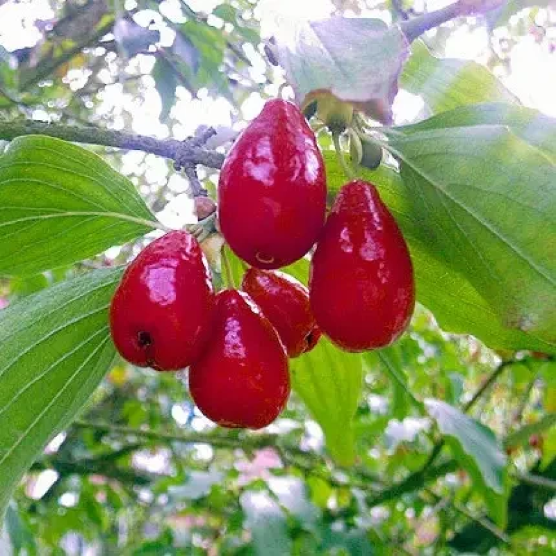 Кізіл Євгенія