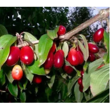 Кізіл Михайловський