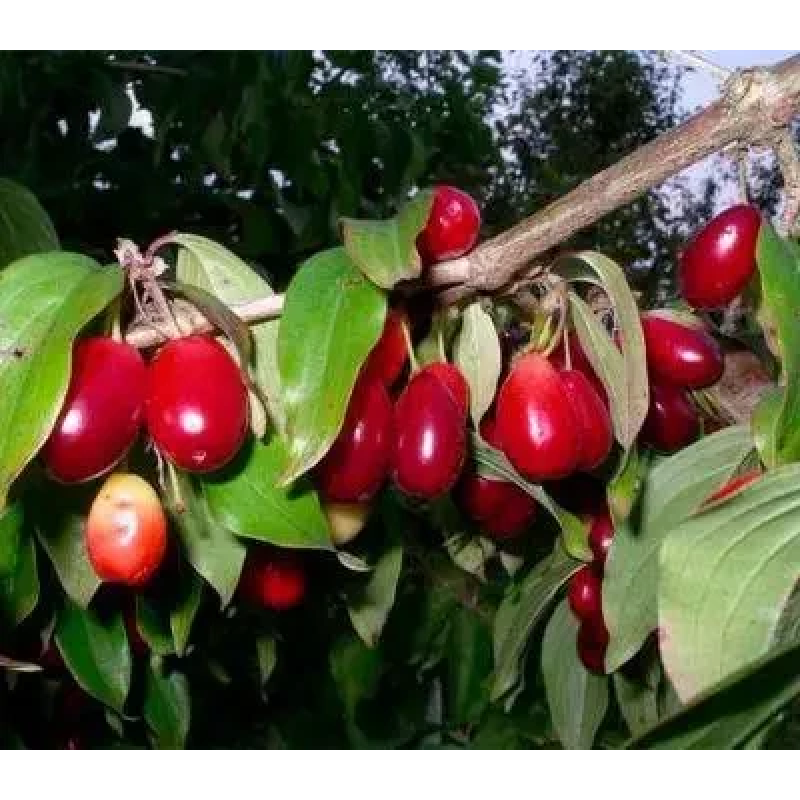 Кізіл Михайловський