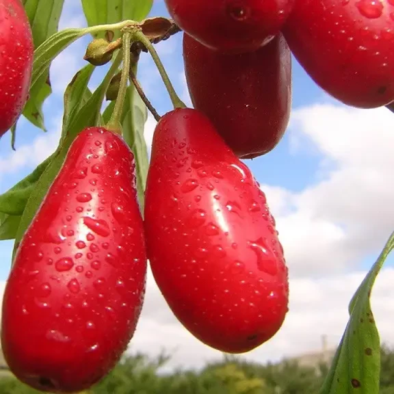 Кізіл Пионер