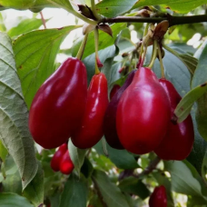 Кізіл Старокиївський