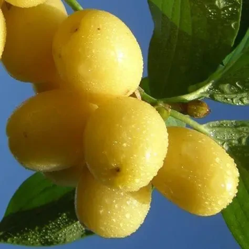 Кізіл Янтарний