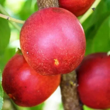 НЕКТАРИН КРЫМСОН ГОЛД - РАННЬОГО ТЕРМІНУ, ЗИМОСТІЙКИЙ, ВЕЛИКИЙ, СОЛОДКИЙ.