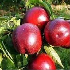 НЕКТАРИН СТАРК САНГЛО (STARK SUN GLO)