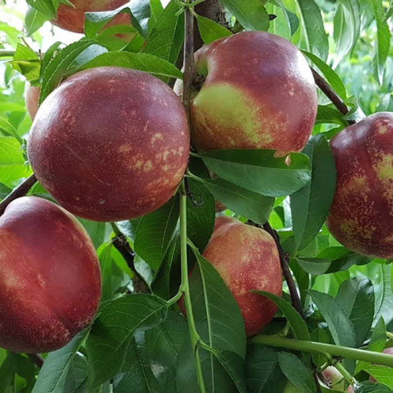 НЕКТАРИН СЕПТЕМБЕР КВІН (SEPTEMBER QUEEN) - ПІЗНЬОГО СТРОКУ, НЕВИБАГЛИВИЙ, ВЕЛИКИЙ. НЕКТАРИН СЕПТЕМБЕР КВІН (SEPTEMBER QUEEN) - ПІЗНЬОГО СТРОКУ, НЕВИБАГЛИВИЙ, ВЕЛИКИЙ.