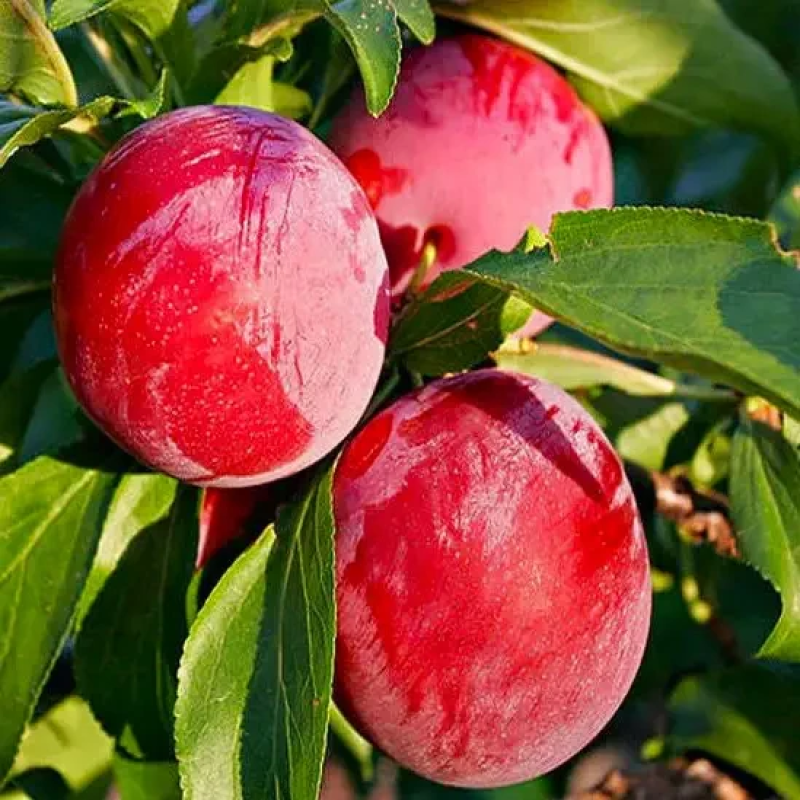 НЕКТАРИН ИНКРОЧИО П“ЄР (ГІБРИД ПЕРСИКА І СЛИВИ)