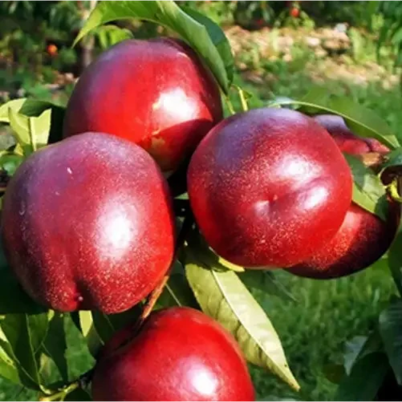 НЕКТАРИН ЧЕРВОНОЛИСТИЙ МЕДВЕДЄВСЬКИЙ 1