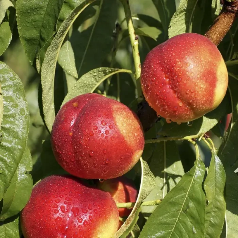 НЕКТАРИН ХЕМУС