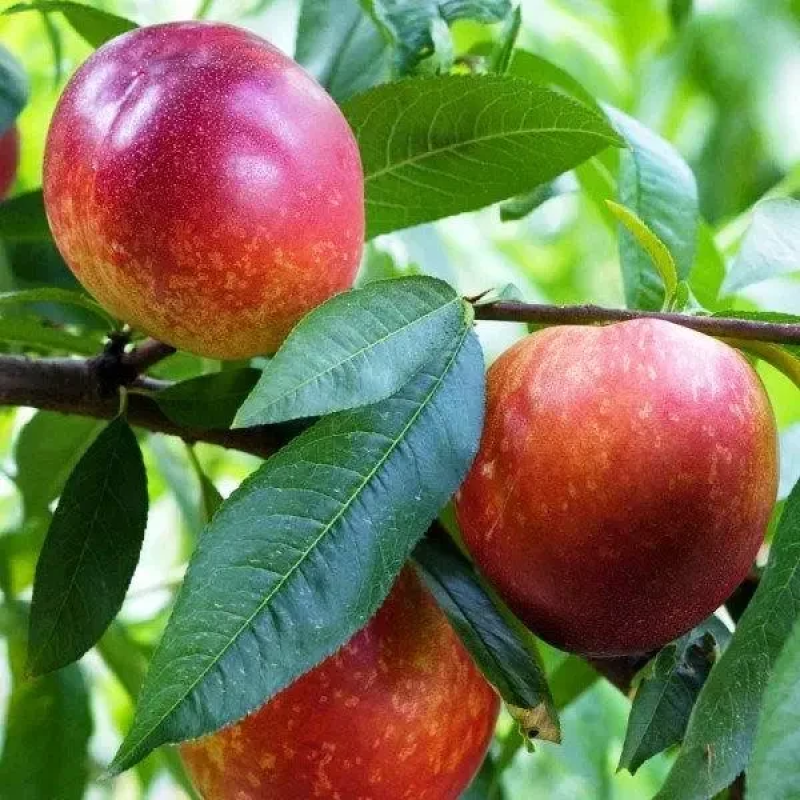 НЕКТАРИН СНІГОВА КОРОЛЕВА