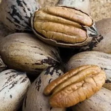 Горіх Пекан Cape Fear