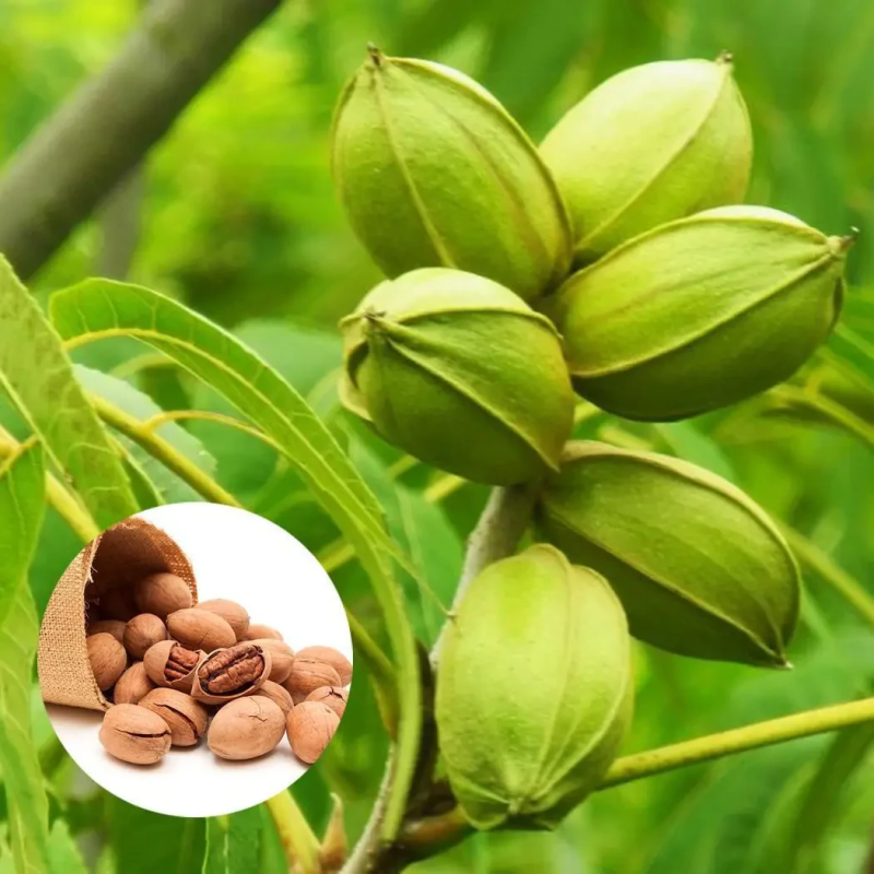 Горіх Пекан Канза Горіх Пекан Канза