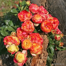 Троянда “Англійська Вулканіка”