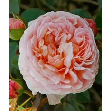 Троянда “Персикове Диво” Англійська піоновидна