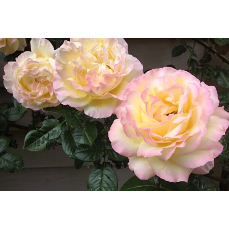 Троянда Глорія Дей (Gloria Day)