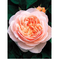 Троянда Джульетта (JULIET)