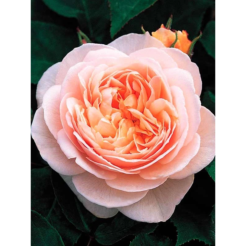 Троянда Джульетта (JULIET)