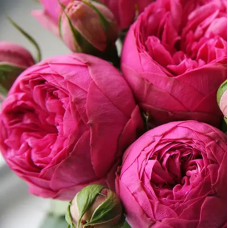 Троянда Пінк Піано (Pink Piano)