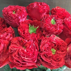 Троянда Ред Ай (Red Eye)