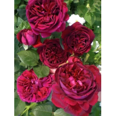 Троянда Фальстаф (Falstaff)