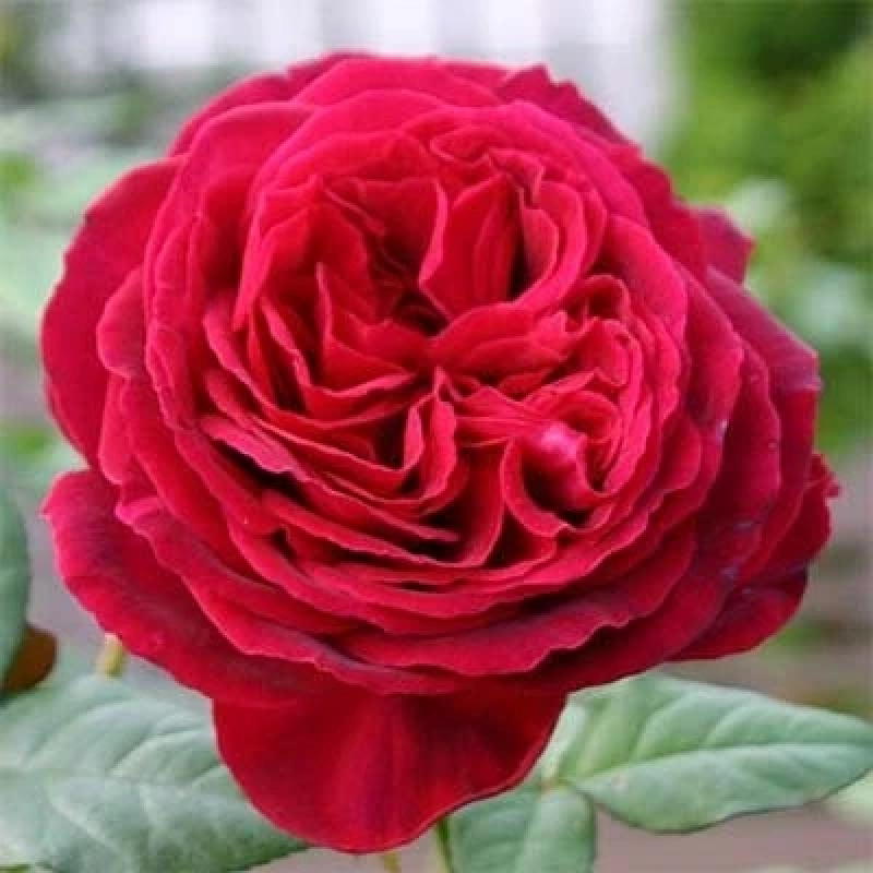 Троянда Госпел