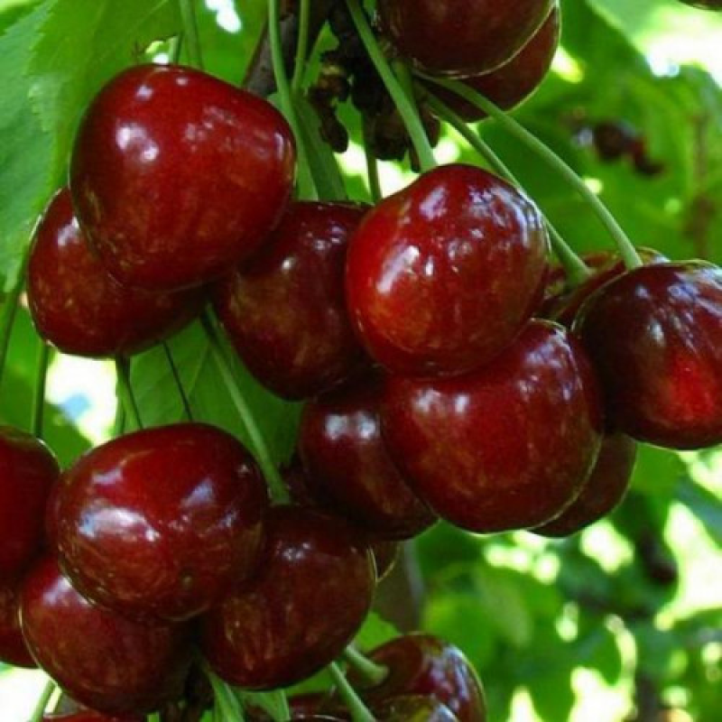 Черешня Мелітопольська Черешня Мелітопольська