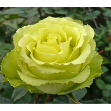 Чайно-гібридна троянда Ківі