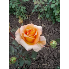 Троянда Луї де Фюнес