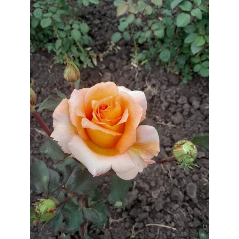 Троянда Луї де Фюнес