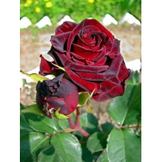 Троянда “Fiji Negro” (Фиджи Негро)