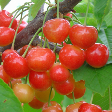 Черешня Присадибна