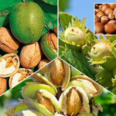 КОМПЛЕКТ ГОРІХІВ З 3 СОРТІВ