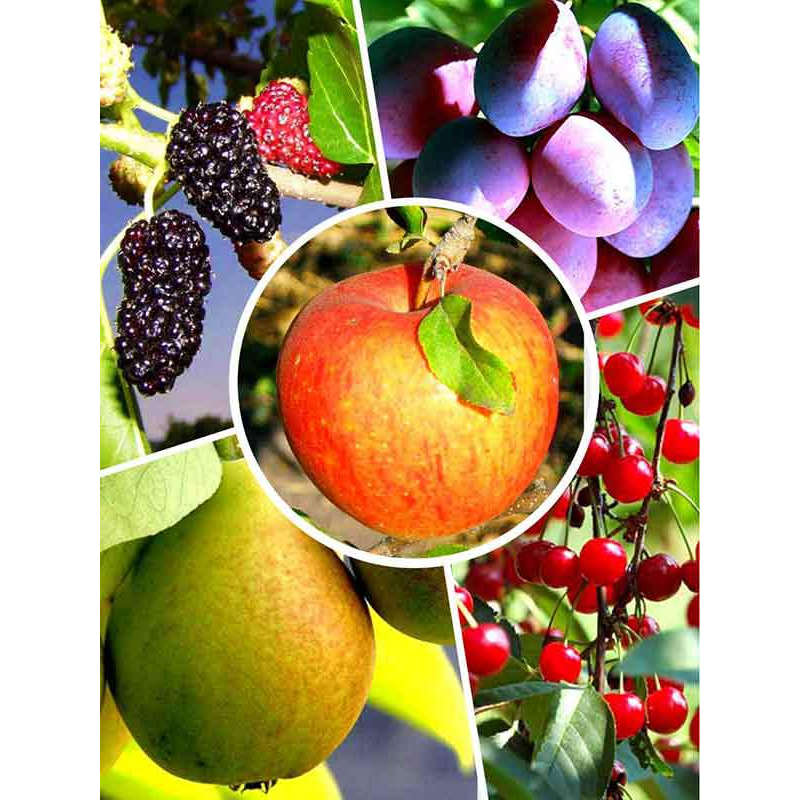 Набір саджанців “Північний мікс“