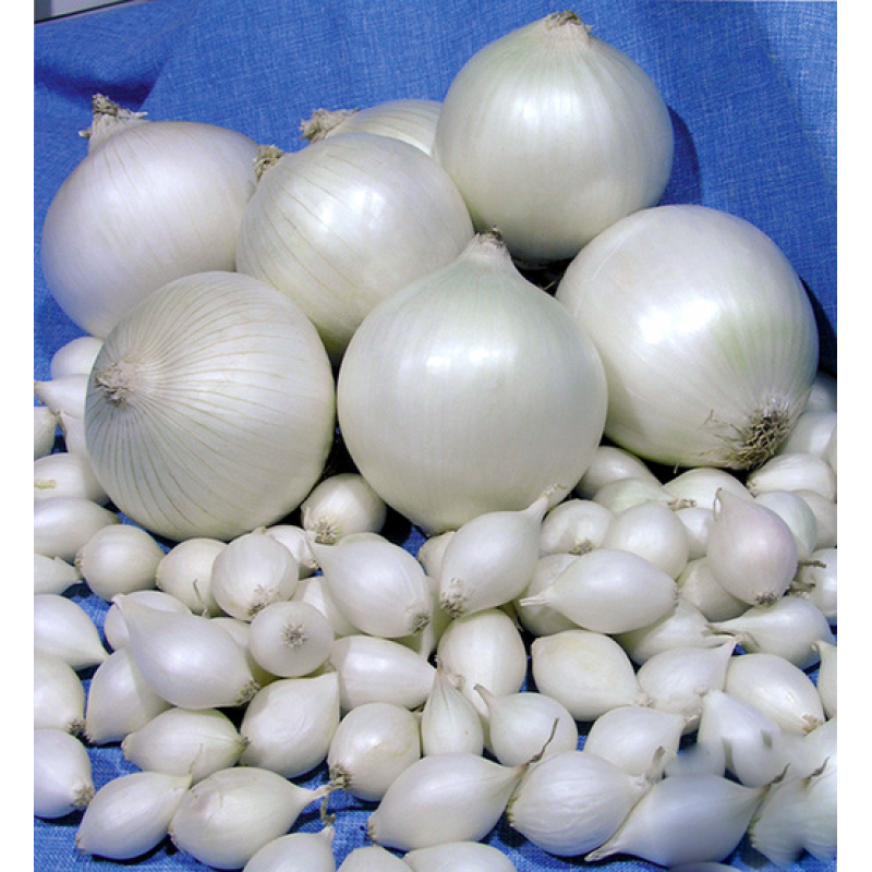 Цибуля Гледстоун