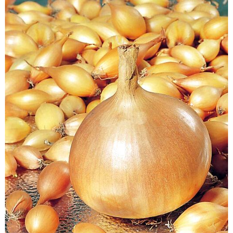 Цибуля озима Радар 1 кг