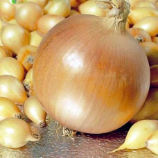Цибуля Геркулес 1 кг