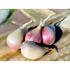 Часник Любаша (зубок