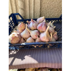 Часник озимий Козак 500гр