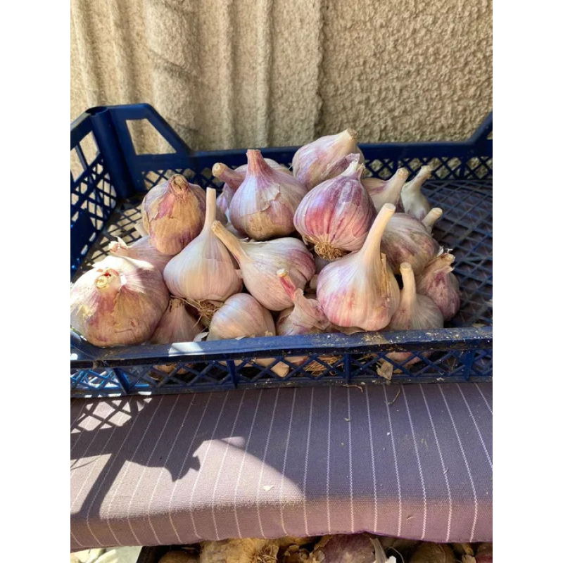 Часник озимий Козак 500гр