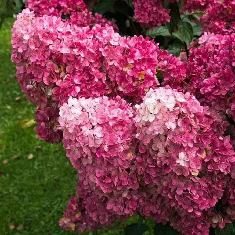 Гортензія мітловидна Фрейз Мельба