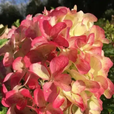 Гортензія мітловидна Пастель Грін